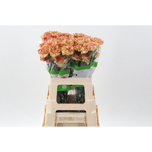 Di St Salamandra 60cm