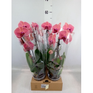 Phalaenopsis  'Elegant Cascade'
