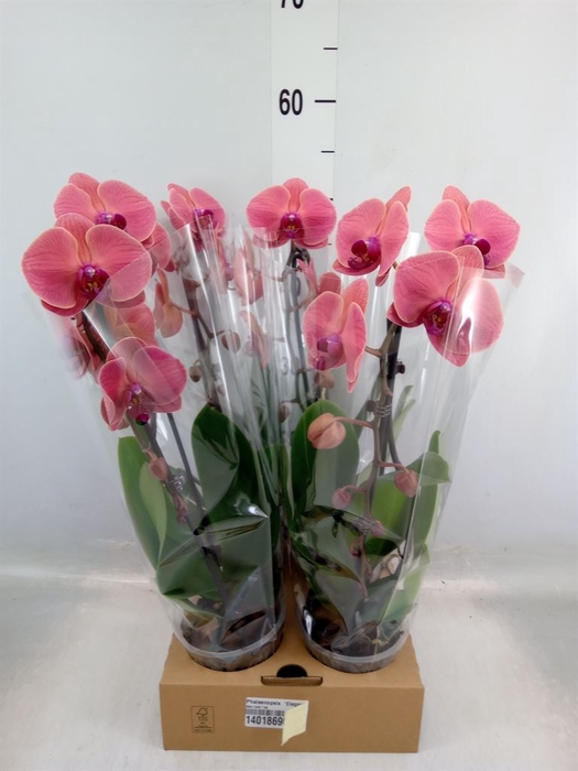 <h4>Phalaenopsis  'Elegant Cascade'</h4>
