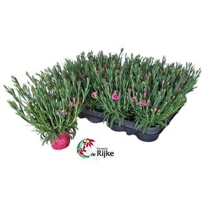 Dianthus Pink Kisses