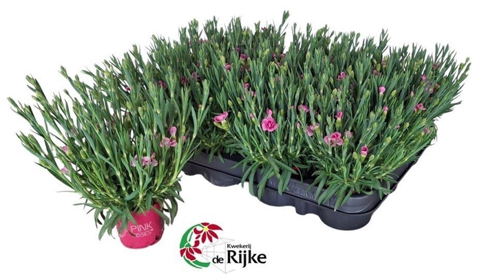 Dianthus Pink Kisses