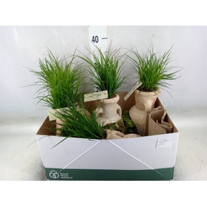 Planten  ..in schaal L%