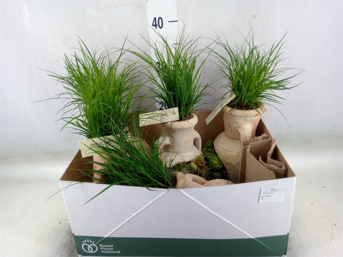 <h4>Planten  ..in schaal L%</h4>