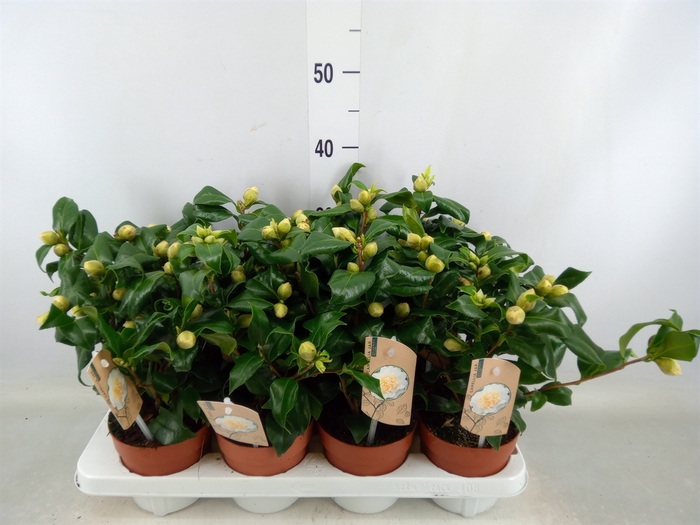 <h4>Camellia japonica 'Brushfield Yell'</h4>