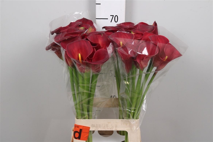 <h4>Zant Ov D.rood</h4>