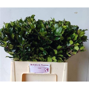 Ilex Bl M Blu Prince