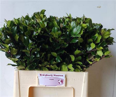 <h4>Ilex Bl M Blu Prince</h4>