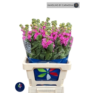 MATTH IRON DEEP PINK