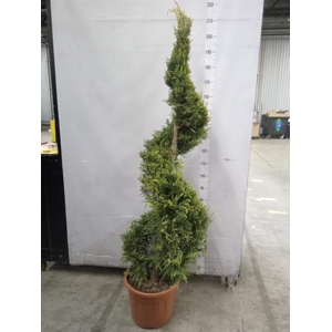 xCupressocyparis ley.   ...