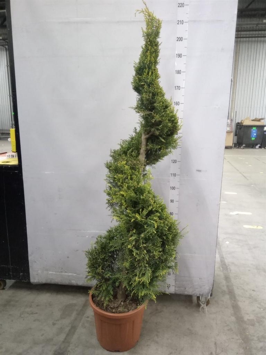 <h4>xCupressocyparis ley.   ...</h4>