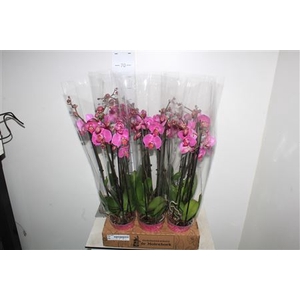 Phal Pacific 4 Branche 24+