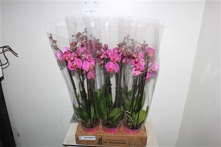 <h4>Phal Pacific 4 Branche 24+</h4>