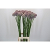 Allium Ampeloprasum