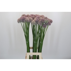 Allium Ampeloprasum