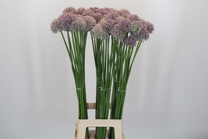 Allium Ampeloprasum