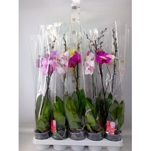 Phalaenopsis   ...mix