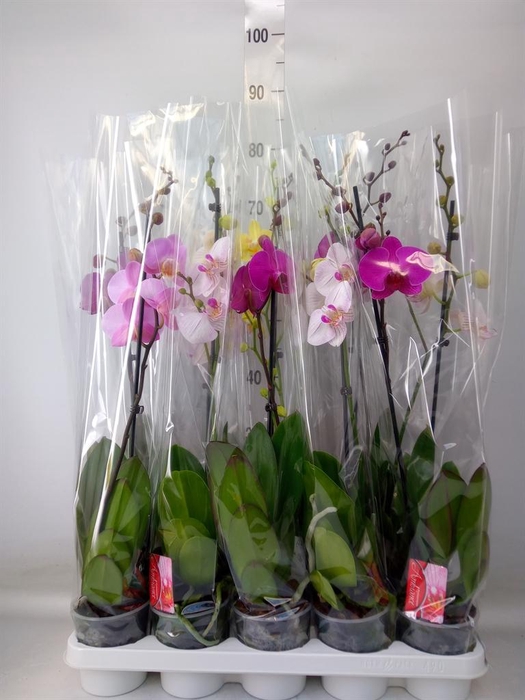 <h4>Phalaenopsis ...mix</h4>