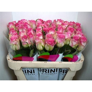 R Gr Madam Pink (big)