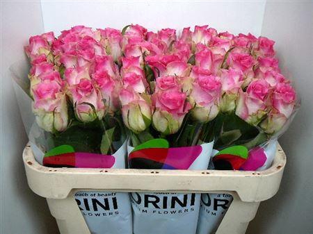 <h4>R Gr Madam Pink (big)</h4>