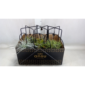 Tillandsia