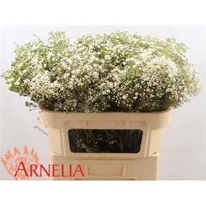 Chame Un Pearl Butto