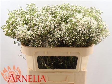 <h4>Chame Un Pearl Butto</h4>