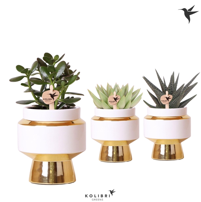 <h4>Kolibri Greens Succulenten mix in Le Chic pot gold</h4>