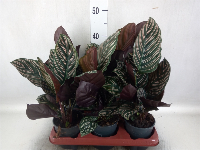 <h4>Calathea sanderiana</h4>