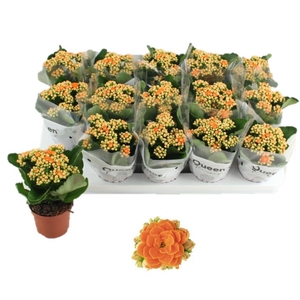 Kalanchoe Rose Flowers Savannah