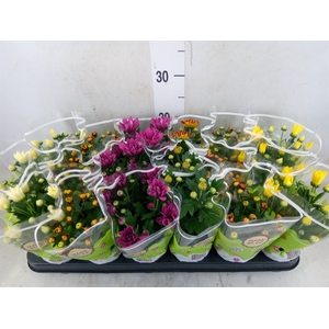 Chrysanthemum   ..mix 5