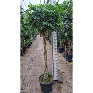 Schefflera Compacta gevlochten stam 240