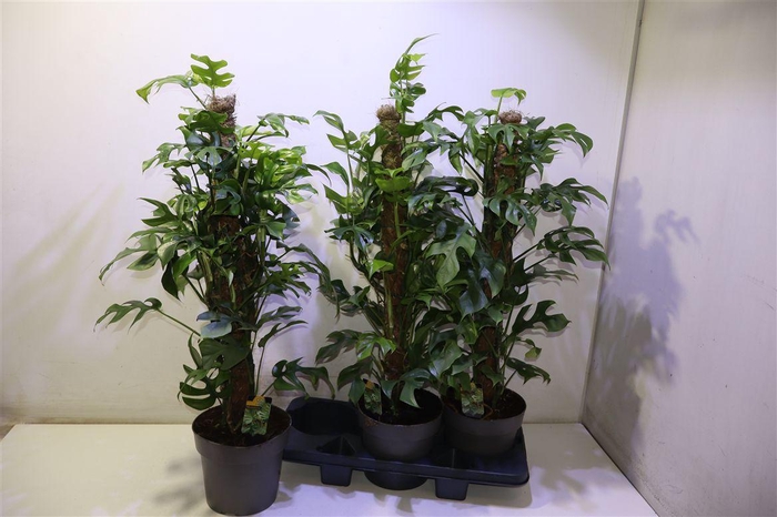 <h4>arr8 Phil Overig</h4>