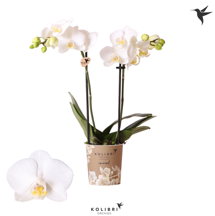 <h4>Kolibri Orchids Phalaenopsis Sweden 2 spike</h4>