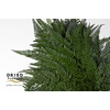Dried Bleached Leatherleaf