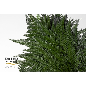 Dried Bleached Leatherleaf