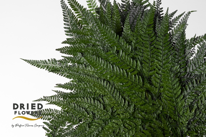 <h4>Dried Bleached Leatherleaf</h4>
