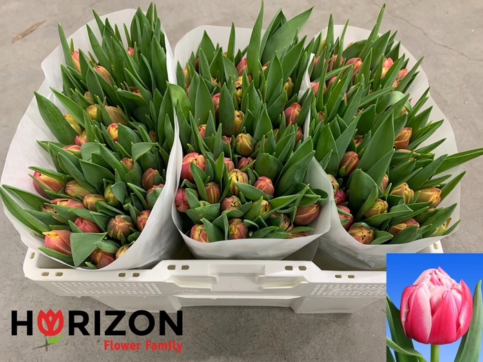 <h4>TU DU COLUMBUS</h4>