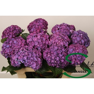 HYDR M ROY ANASTA RS