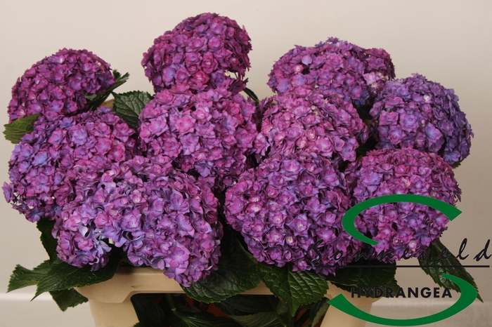 <h4>HYDR M ROY ANASTA RS</h4>