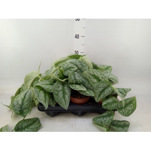 Scindapsus pictus 'Trebie'