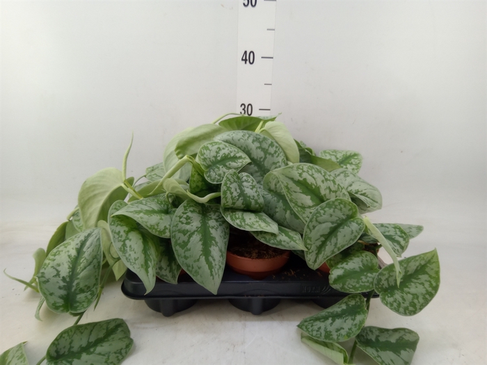 <h4>Scindapsus pictus 'Trebie'</h4>
