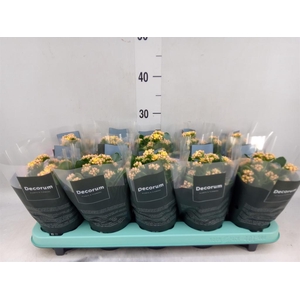 Kalanchoe blos. 'Serenity Apricot'