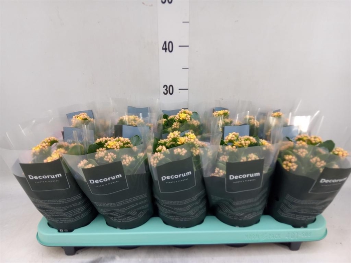 <h4>Kalanchoe blos. 'Serenity Apricot'</h4>