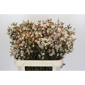 Chamelaucium Moonlight Delight