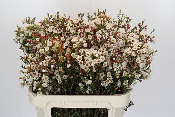 <h4>Chamelaucium Moonlight Delight</h4>