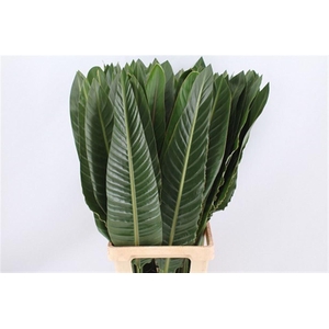 Strelitzia Blad 80cm