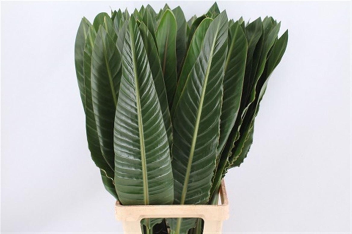 <h4>Strelitzia Blad 80cm</h4>