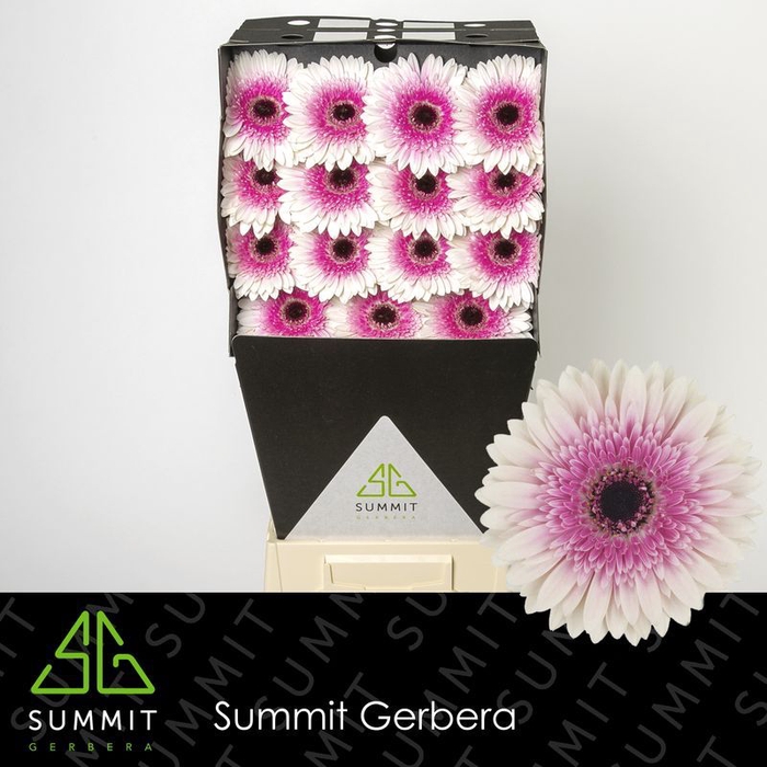 <h4>Gerbera Lisandra Diamond</h4>