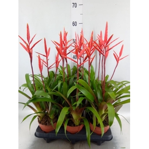 Vriesea  'Elan'