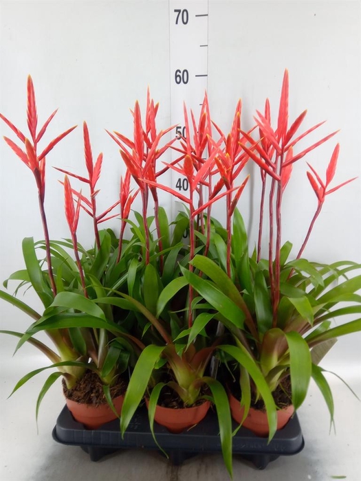 <h4>Vriesea  'Elan'</h4>
